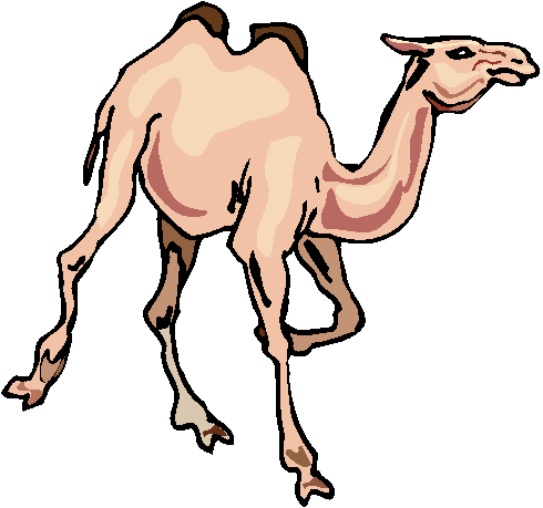 Clipart Camelo, Dromedário