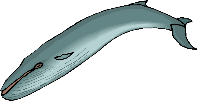 Clipart Baleia Orca
