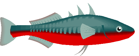 Peixe Barriga Vermelha