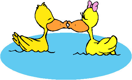 Patos Na Lagoa Se Beijando