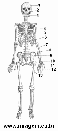 Esqueleto Humano