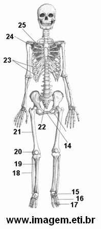 Esqueleto Humano