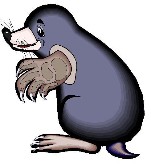 Clipart Foca