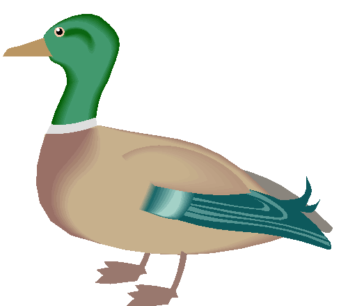 Clipart Pato