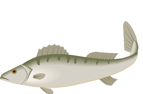 Clipart Peixe Grande