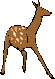 Clipart Cervo