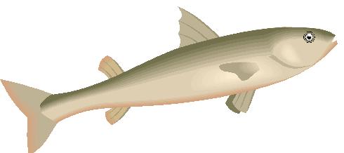 Clipart Peixe Com Barbatanas