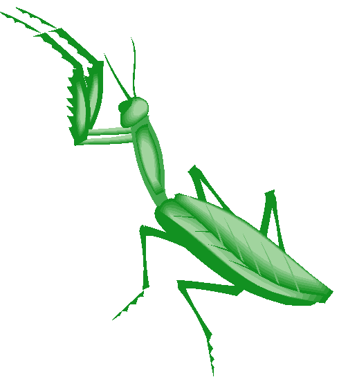 Clipart Grilo, Inseto Verde