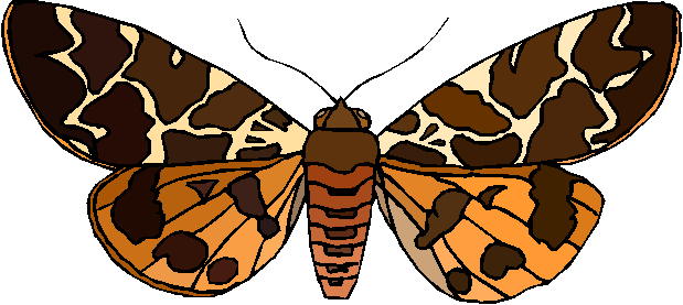 Clipart Borboleta de Asas Abertas